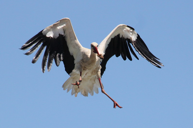 Weissstorch